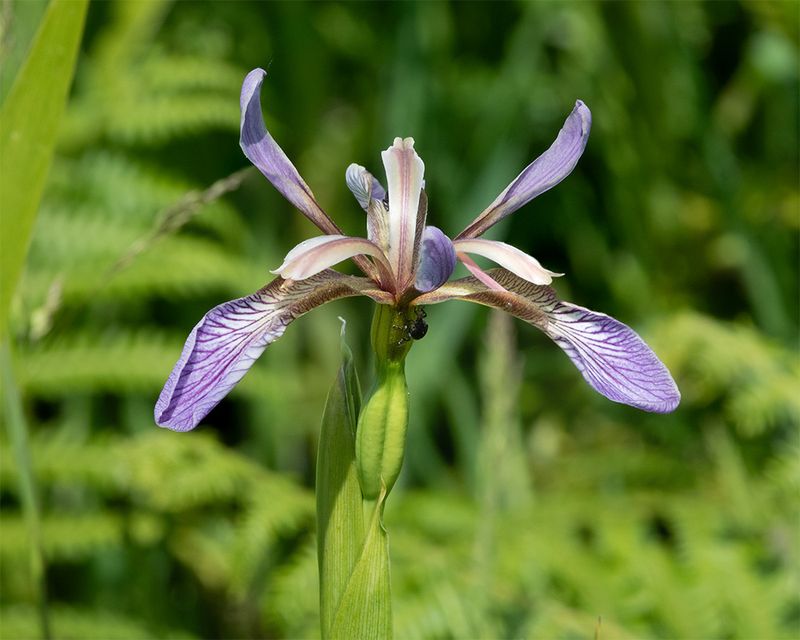 Stinking Iris - Iris foetidissima 20-05-25.jpg