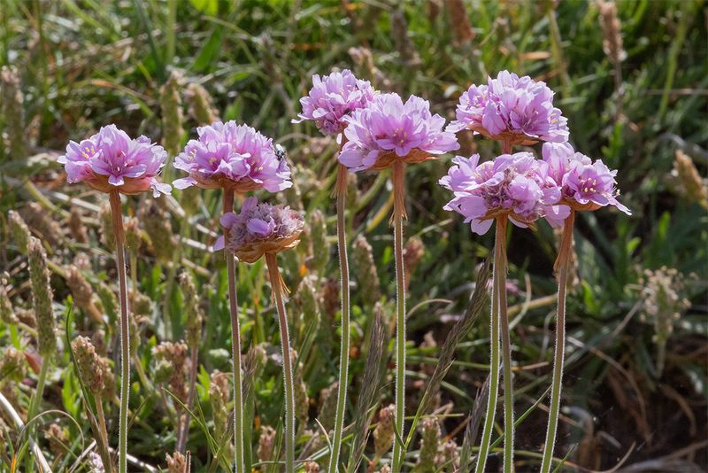 Thrift - Armeria maritima 20-05-25 Bantham.jpg