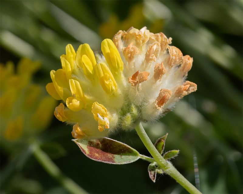 Kidney Vetch 20-05-25.jpg