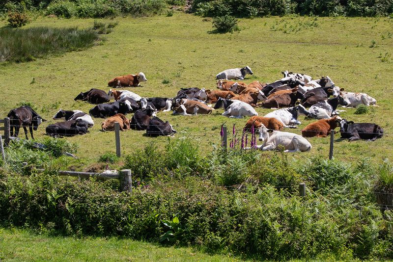 Soar Mill Cove - sleepy cattle 22-05-25.jpg