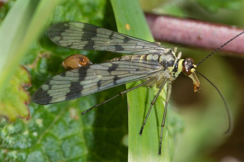 Scorpion Fly - Panorpa communis m 22-05-25.jpg