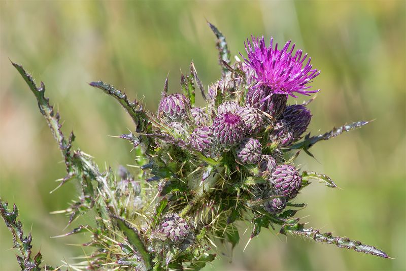 Marsh Thistle - Cirsium palustre 22-05-25.jpg