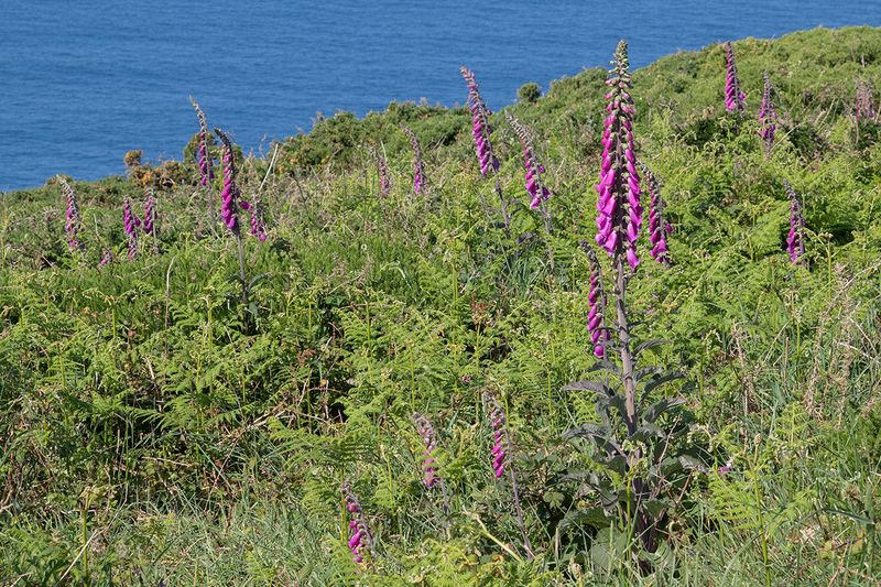 Foxgloves - Bolberry Down 22-05-25.jpg