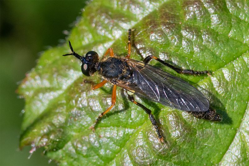 Ichneumon Wasp unid 22-05-25.jpg