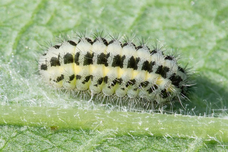 unid poss Six-spot Burnet caterpillar 15-05-25.jpg