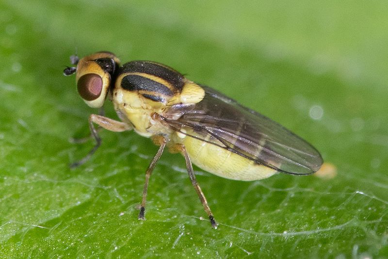 Grass Fly - Chlorops scalaris 06-07#5-25.jpg