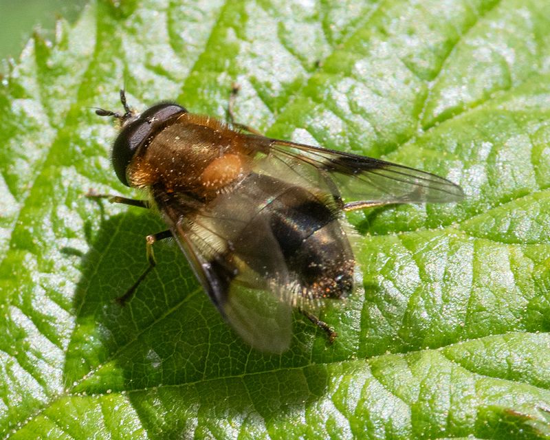 Leucozona lucorum m 07-05-25.jpg