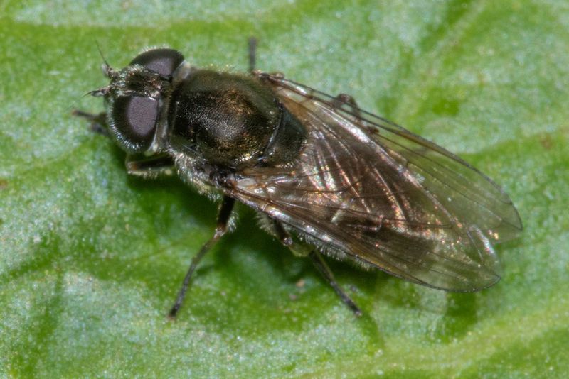 Pipizella viduata-virens f 07-05-25.jpg