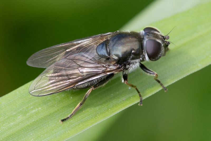Cheilosia proxima f 06-05-25.jpg