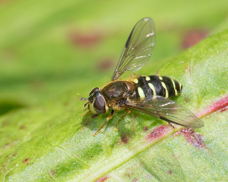 Dasysyrphus venustus agg f 05-05-25.jpg