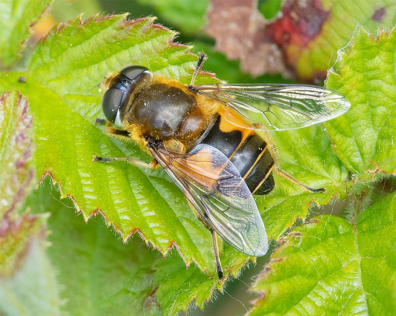 Eristalis horticola f 05-05-25.jpg