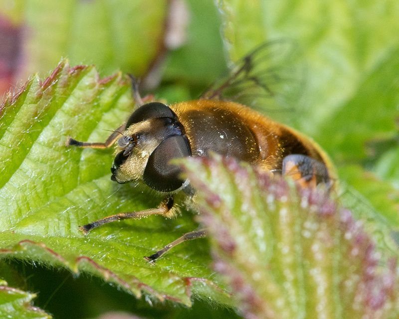 Eristalis horticola f 05-05-25 front.jpg