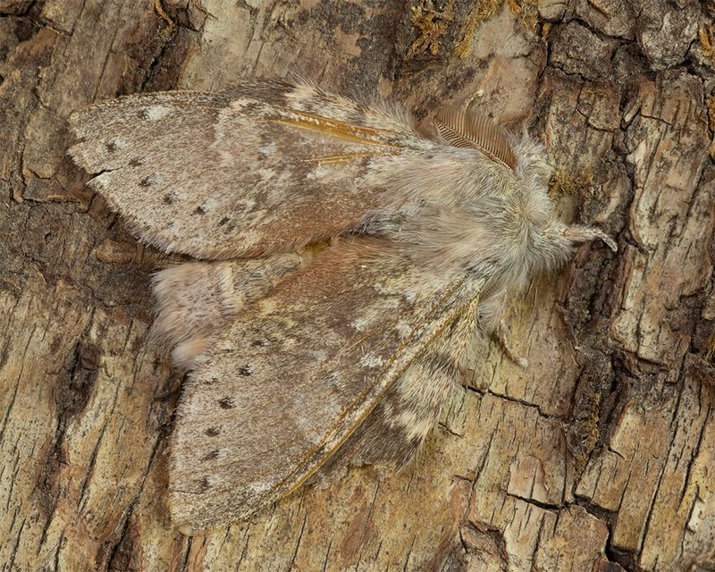 Lobster Moth - Stauropus fagi 28-05-25.jpg