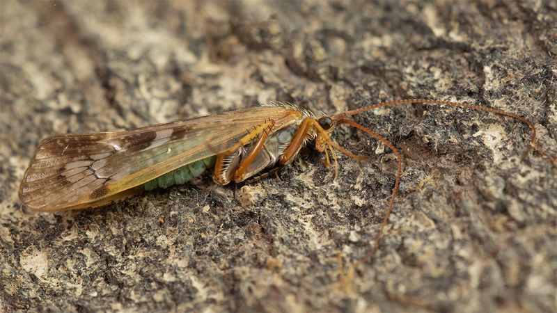 Caddis Fly - Limnephilus marmoratus 28-05-25.jpg
