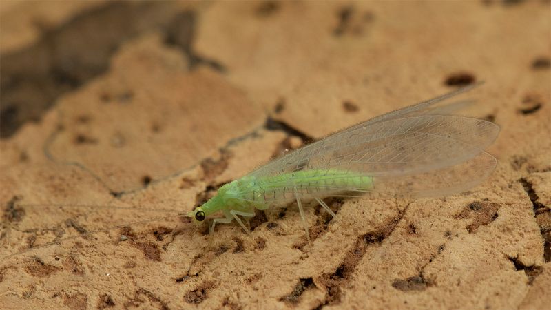 Lacewing - Chrysopidia ciliata 28-05-25 side.jpg