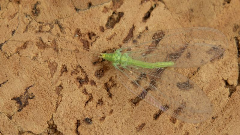 Lacewing - Chrysopidia ciliata 28-05-25 top.jpg