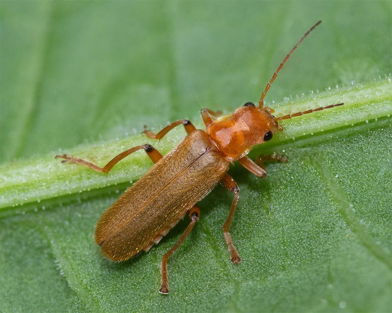 Cantharis pallida 31-05-25.jpg