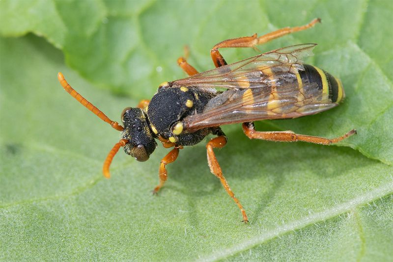 Nomada goodeniana - Goodens Nomad Bee f 31-05-25.jpg