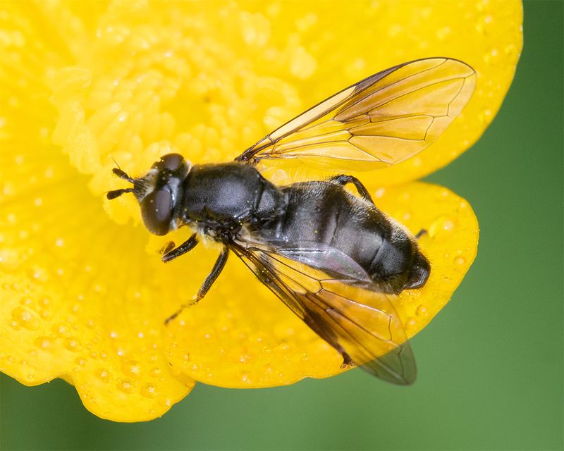 Pipiza austriaca f 31-05-25.jpg