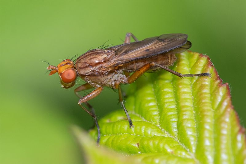 Tetanocera elata 31-05-25.jpg