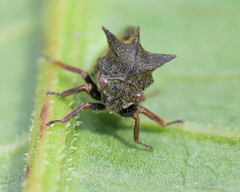Horned Treehopper - Centrotus cornutus 01-06-25.jpg