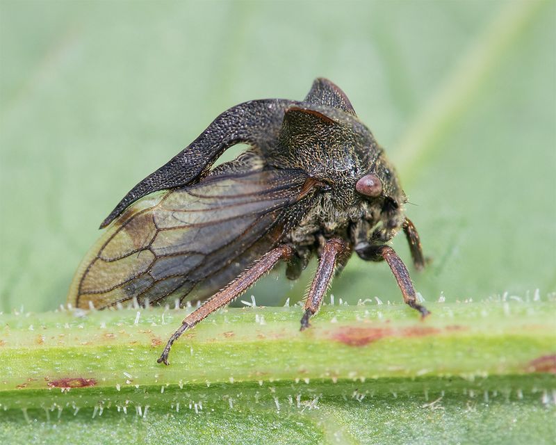 Horned Treehopper - Centrotus cornutus 01-06-25 side.jpg