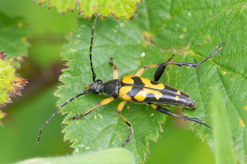 Black & Yellow Longhorn Beetle - Rutpela maculata 01-06-25.jpg