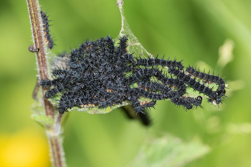 Peacock Butterfly Caterpillars 01-06-25.jpg