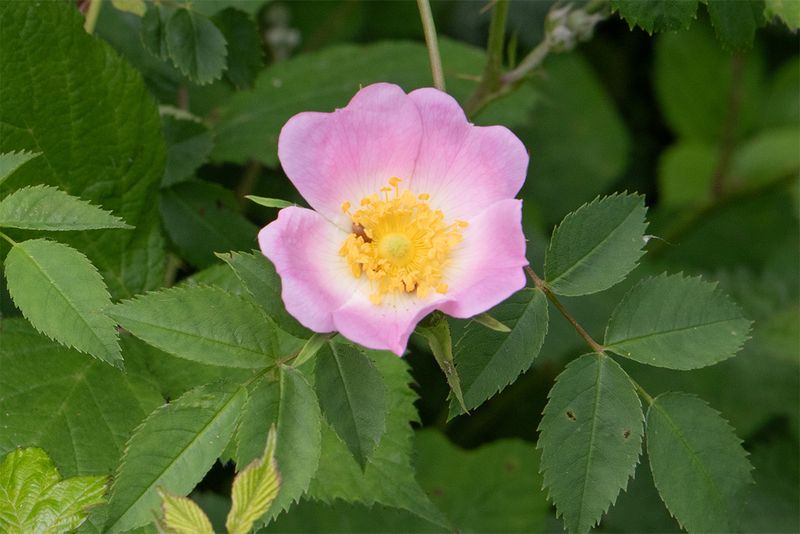 Sweetbriar - Rosa rubiginosa 01-06-25 Woodleigh Wood.jpg