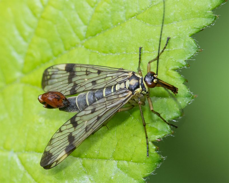 Scorpion Fly - Panorpa germanica m 01-06-25.jpg