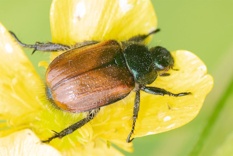 Garden Chafer - Phyllopertha horticola 31-05-25.jpg