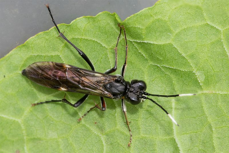 Sawfly - Tenthredo livida 31-05-25.jpg