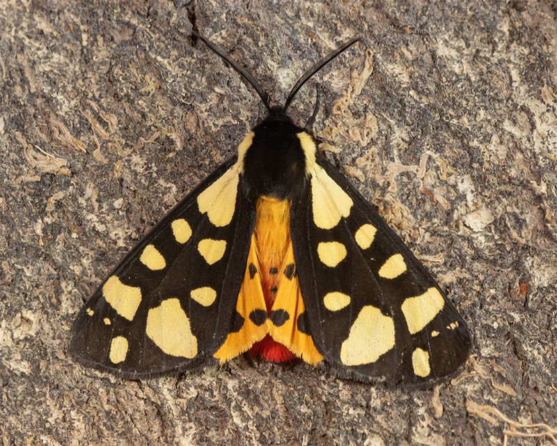Week 24 - Cream-spot Tiger - Arctia villica 02-06-25.jpg