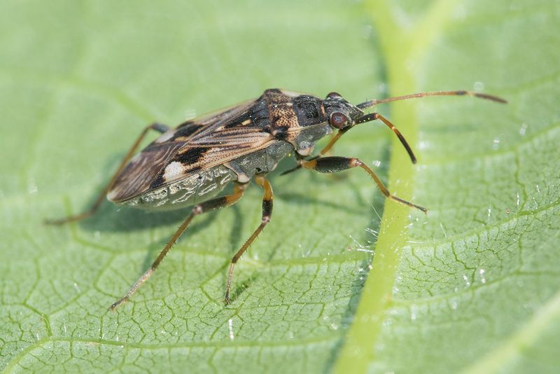 Beosus maritimus 04-06-25.jpg