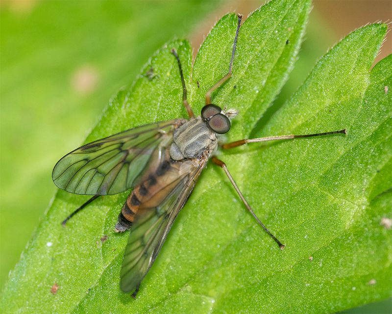 Downlooker Snipefly - Rhagio scolopaceus m 04-06-25.jpg