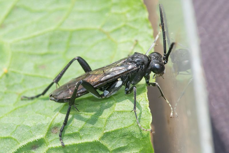 Sawfly - Macrophya blanda 04-06-25.jpg