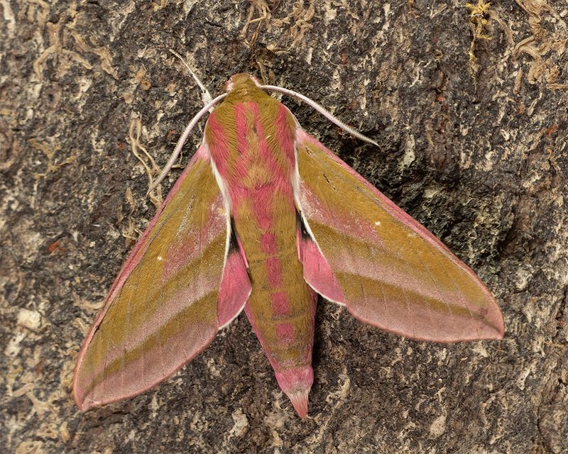 Week 24 - Elephant Hawkmoth - Deliephila elpenor.jpg