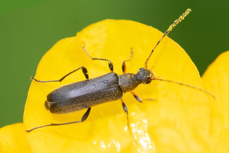 Common Grammoptera - Grammoptera ruficornis 04-06-25.jpg