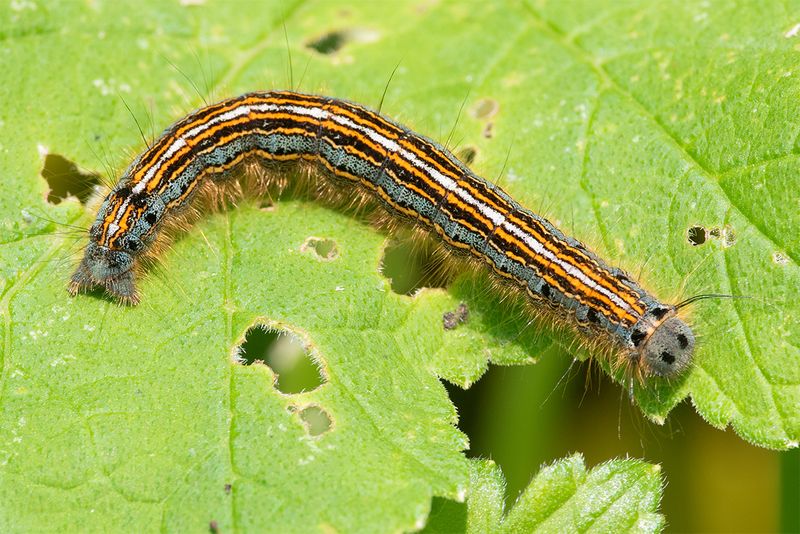 Week 25 - Lackey Moth caterpillar - Malacosoma neustria.jpg