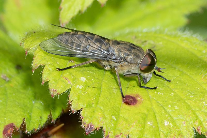 Band-eyed Brown Horsefly - Tabanus bromius 08-06-25.jpg