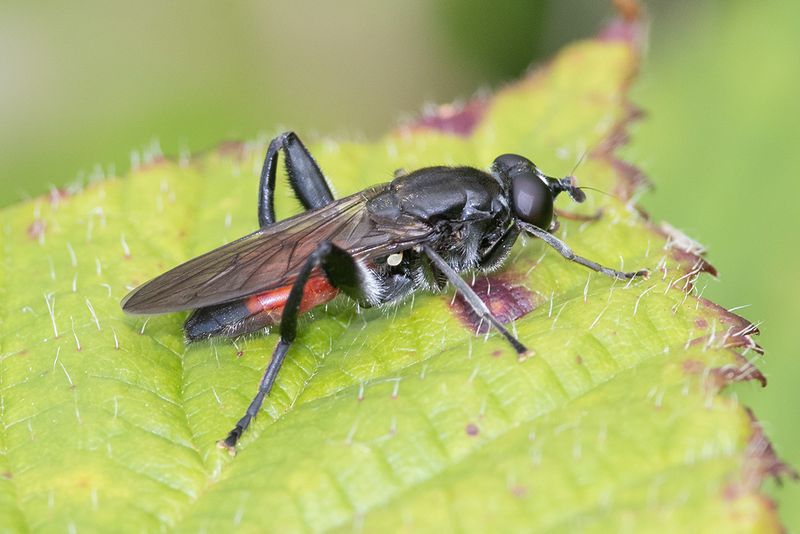 Brachypalpoides lentus 08-06-25.jpg