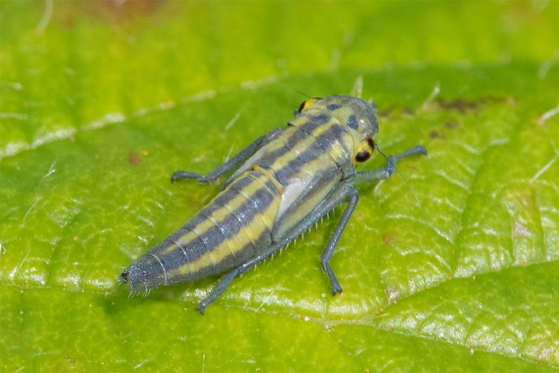 Cicadella viridis nymph stage 08-06-25.jpg
