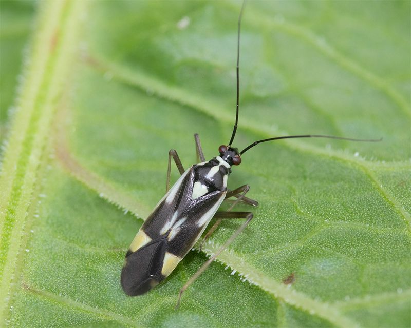 Grypocoris stysi 08-06-25.jpg
