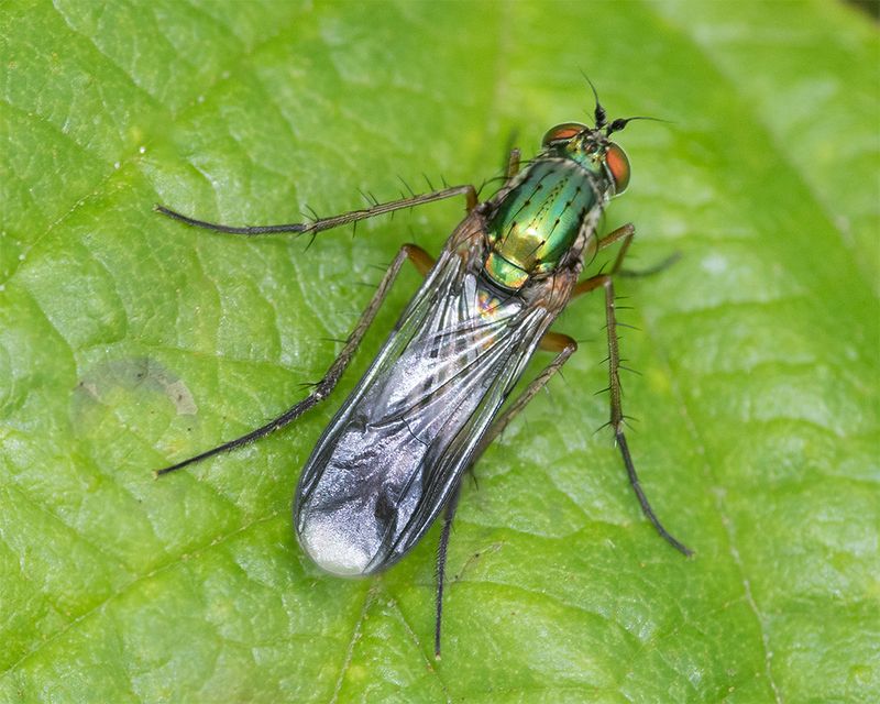 Poecilobothrus nobilitatus m 08-06-25.jpg