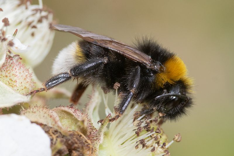 Vestal Cuckoo Bee - Bombus vestalis f 08-06-25.jpg