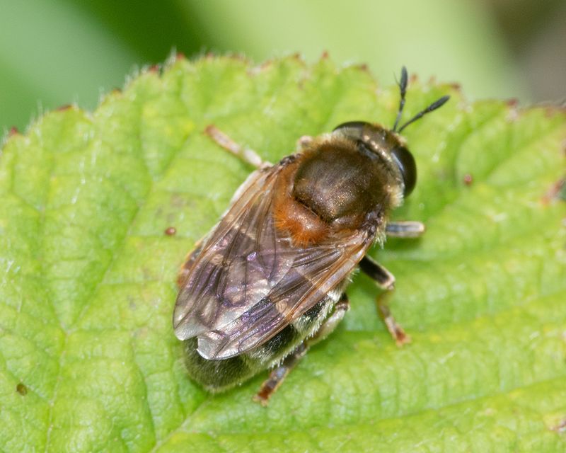 Microdon myrmicae/mutabilis 08-06-25.jpg