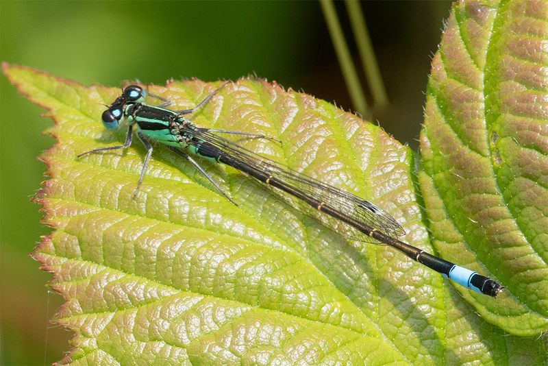 Blue-tailed Damselfly - Ischnura elegans 08-06-25.jpg