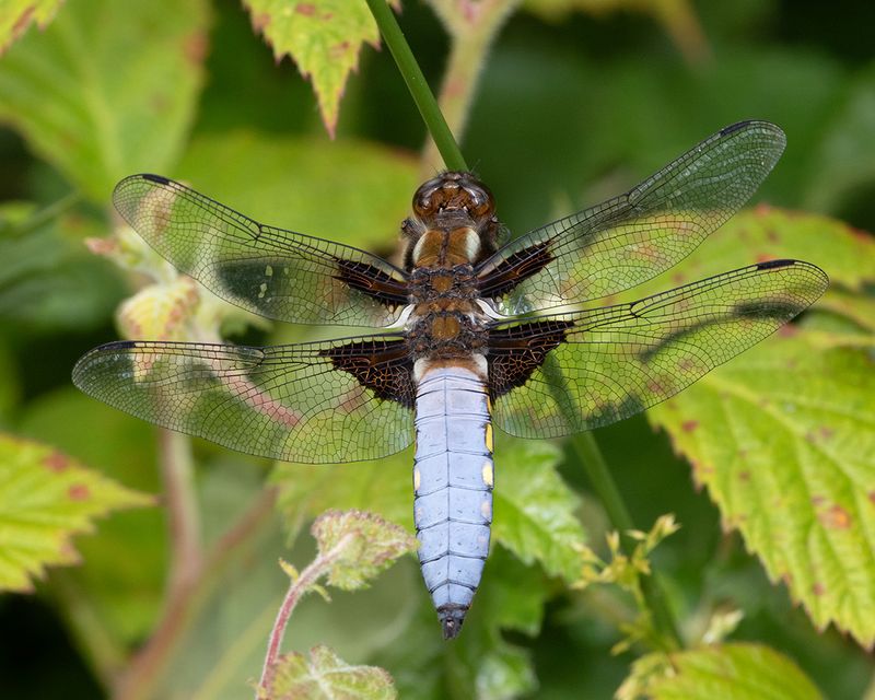 Broad-bodied Chaser - Libellula depressa m 08-06-25.jpg