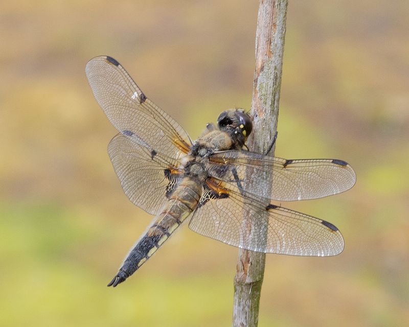 Four-spotted Chaser - Libellula quadrimaculata f 11-06-25.jpg