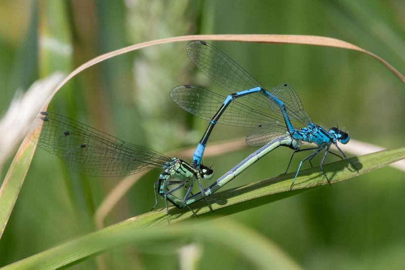Azure Damselfly - Coenagrion puella pair 11-06-25 #2.jpg